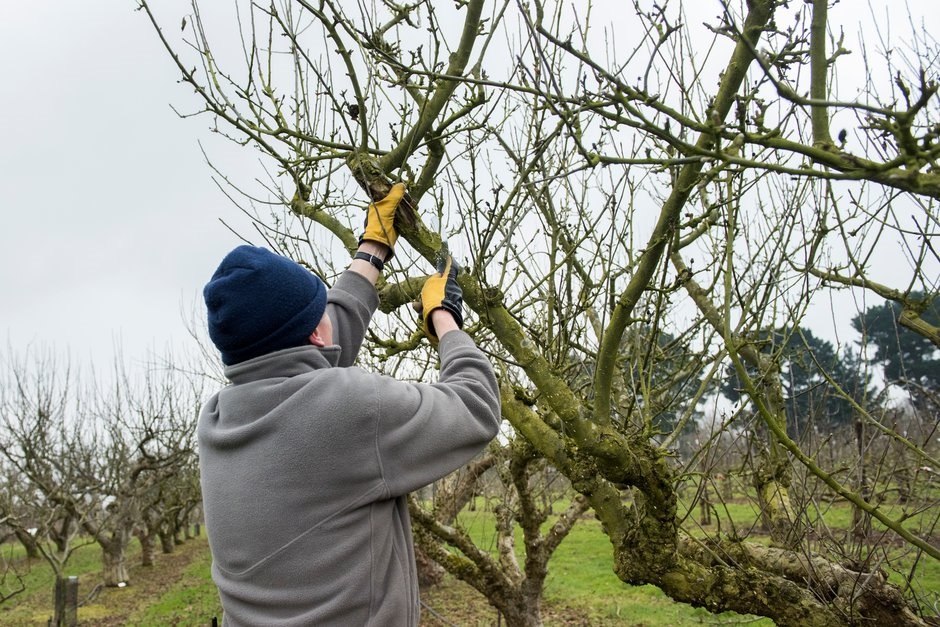 Prune out selected branches completely or cut back to a side branch lower down  @RHS/Jonna Kossak