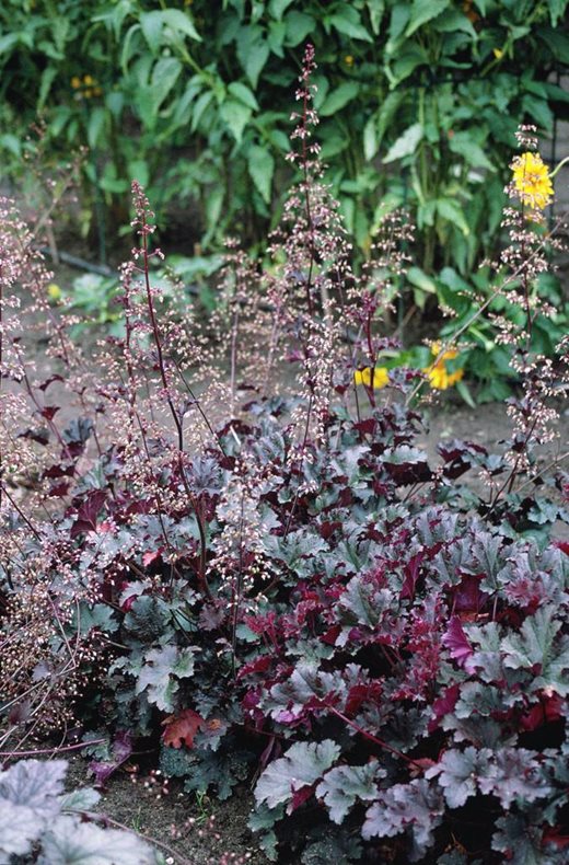 Heuchera 'Purple Petticoats'