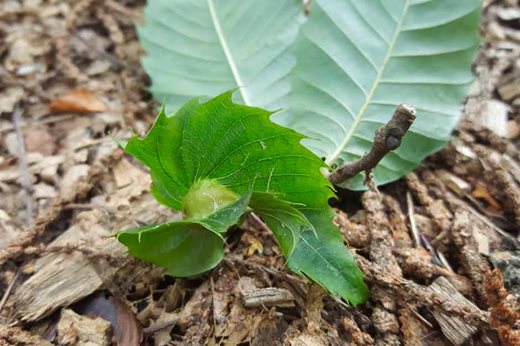 Oriental Chestnut Gall Wasp