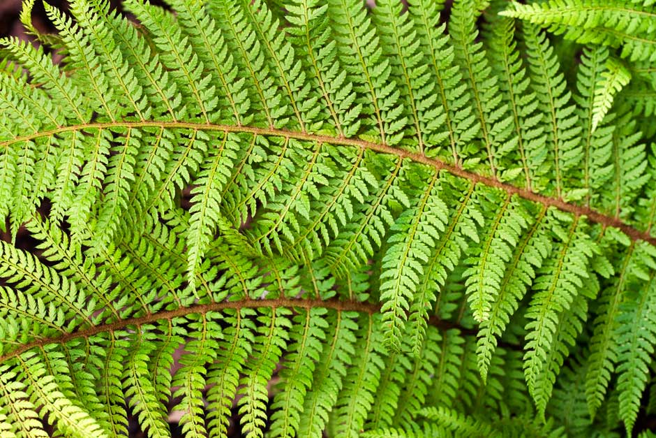 Polystichum aculeatum