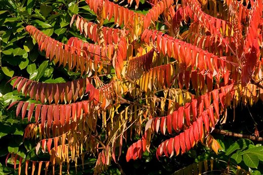 Rhus typhina