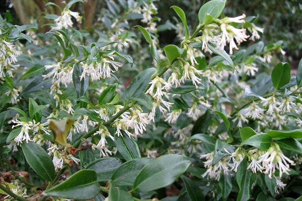 Discover sarcococca