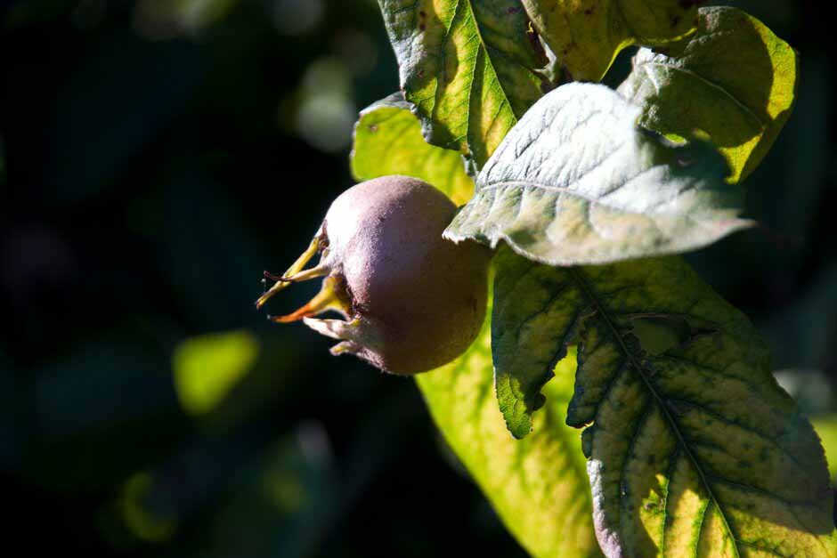 Key plants in the garden