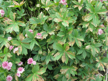 Astrantia leaf miner damage