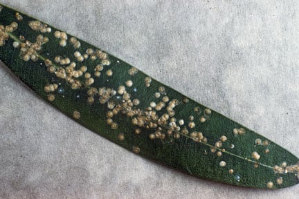 Oleander scale (<EM>Aspidiotus nerii</EM>) on Oleander (<EM>Nerium oleander</EM>)