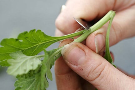 Taking softwood cuttingson Chrysanthemum. Image: Neil Hepworth/RHS