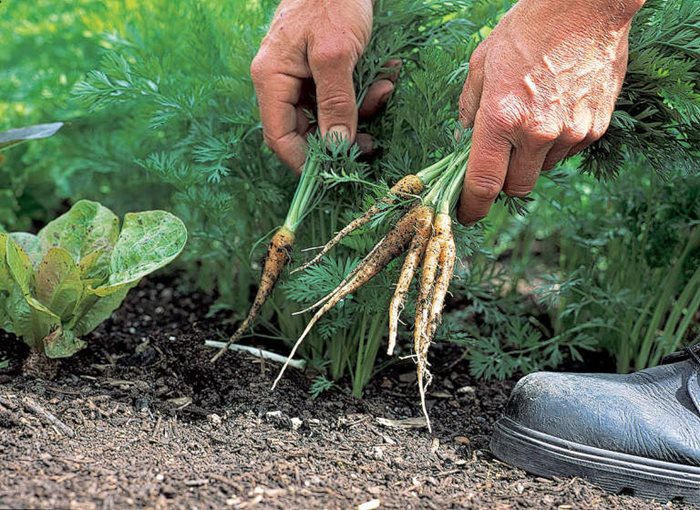 Choosing mini vegetables