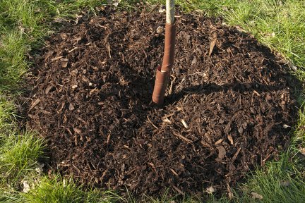 Fresh mulch laid around a recently planted tree