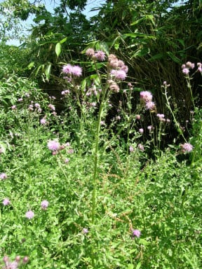 Creeping thistle