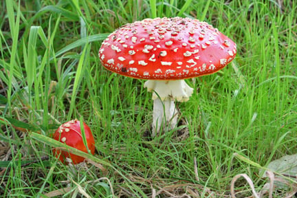 Fly agaric (<em>Amanita muscaria</em>). Credit: RHS/Herbarium.