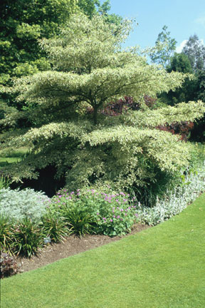 <EM>Cornus controversa</EM> 'Variegata'