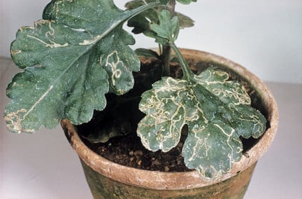 Mines on chrysanthemum leaves