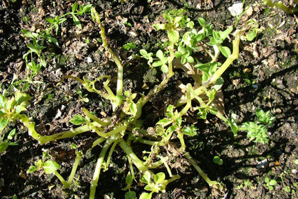 Defoliation caused by Impatiens downy mildew