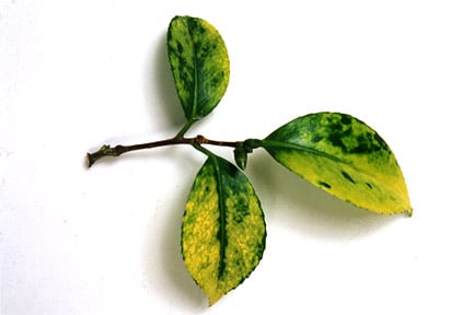 Camellia shoot showing virus symptoms