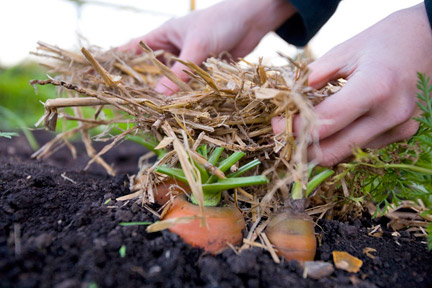 Vegetables: growing for winter