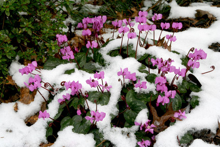 Cyclamen: hardy