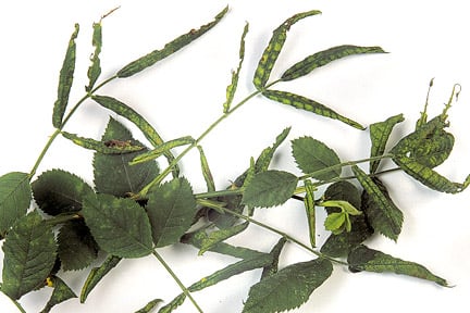 Leaf-rolling sawfly damage on a rose. Image: RHS/Tim Sandall