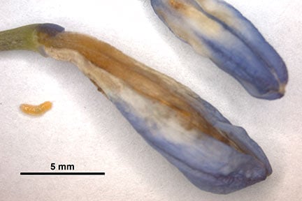 Affected buds with agapanthus gall midge larvae