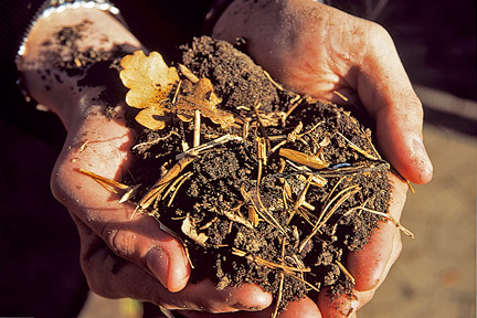 Leafmould. Credit:Tim Sandall/RHS The Garden.