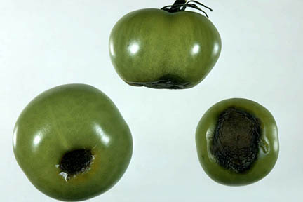 Blossom end rot of tomato fruit. Credit:RHS/Pathology.