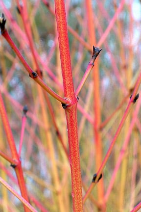 Cornus can be coppiced annually.