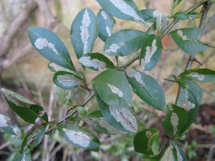 Pyracantha leaf-mining moth