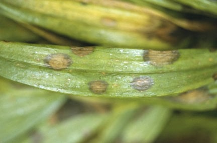 Leaf spotting due to 'lily disease', caused by <em>Botrytis elliptica</em>.