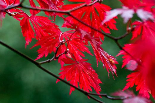 Acer japonicum 'Aconitifolium'