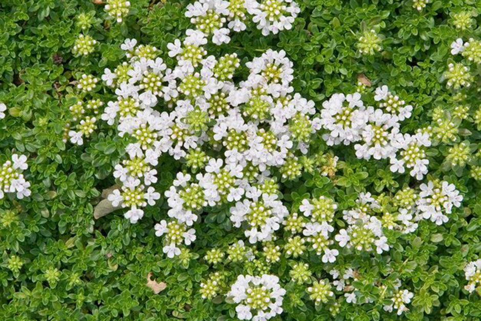 RHS guide to creating a sensory garden