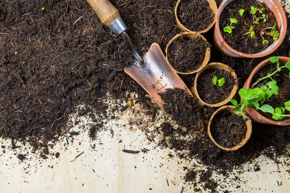 Seedling pots with peat-free compost