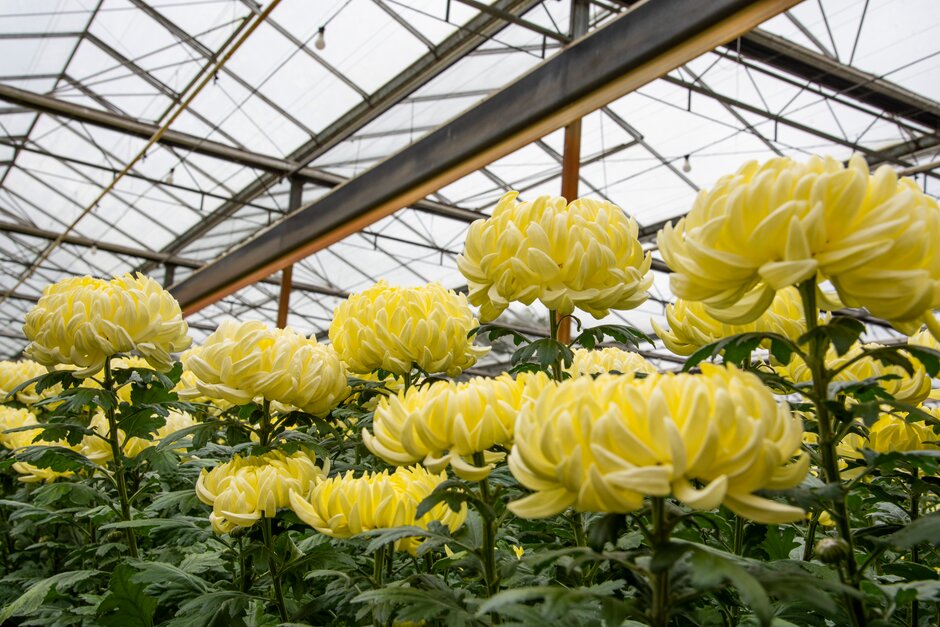 Chrysanthemums flower in response to the short days and long nights of autumn