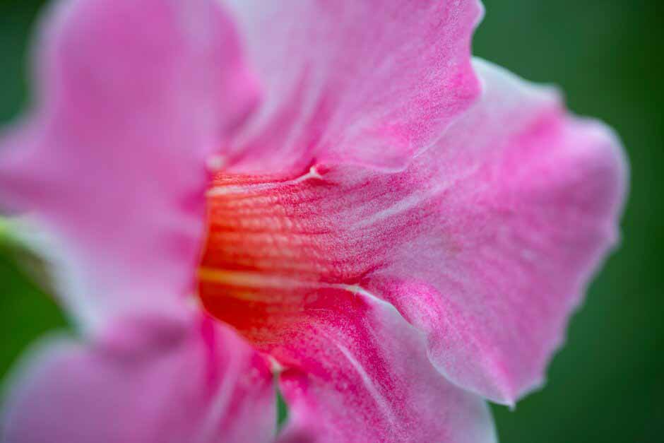 Mandevilla