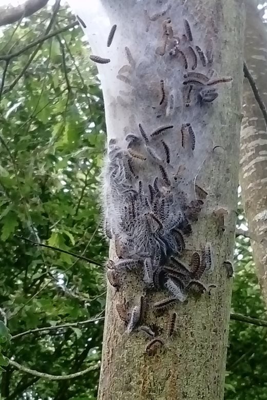 Oak processionary moth