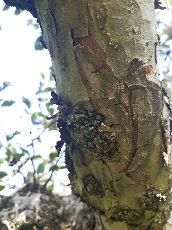 Burr knots on the branch of an apple tree