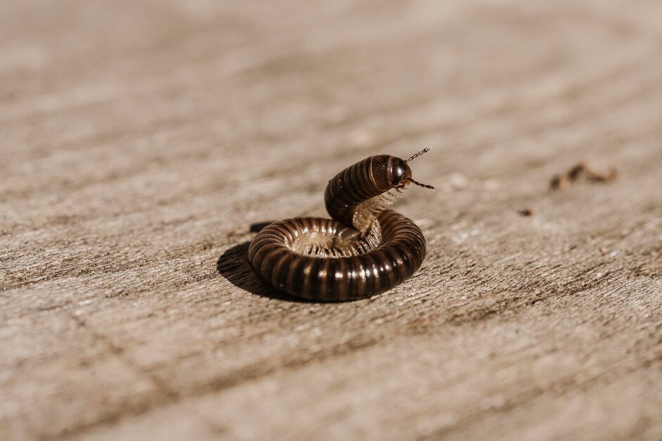 Millipede <i>Cylindroiulus</i> spp. 