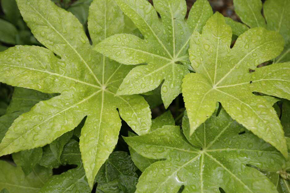 Key plants in the garden