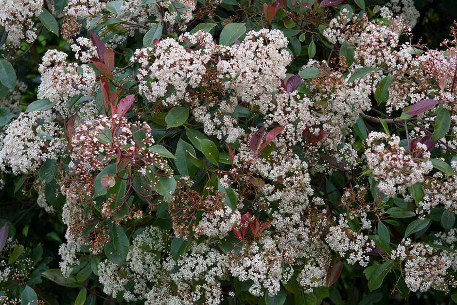 Discover photinia