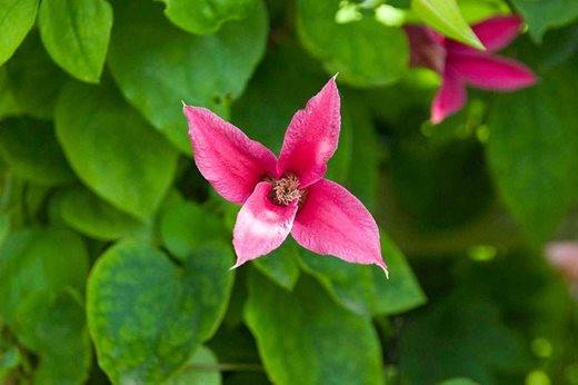 Clematis 'Princess Diana'