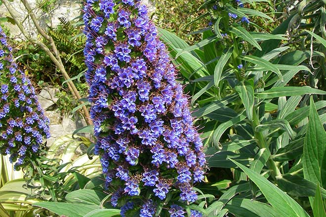 Discover echium