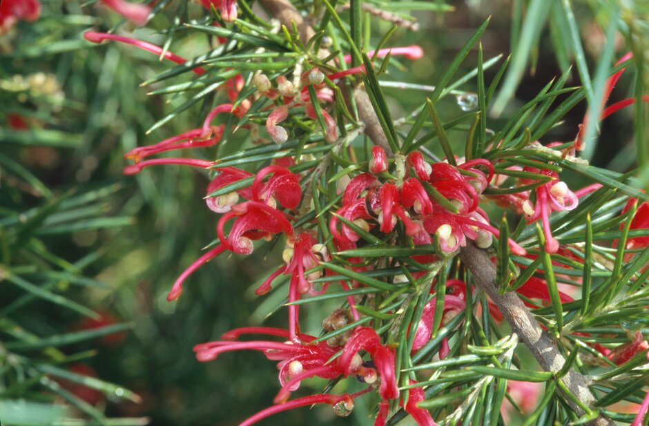 See the plant list for The Terrence Higgins Trust Bridge to 2030 Garden (111 kB)