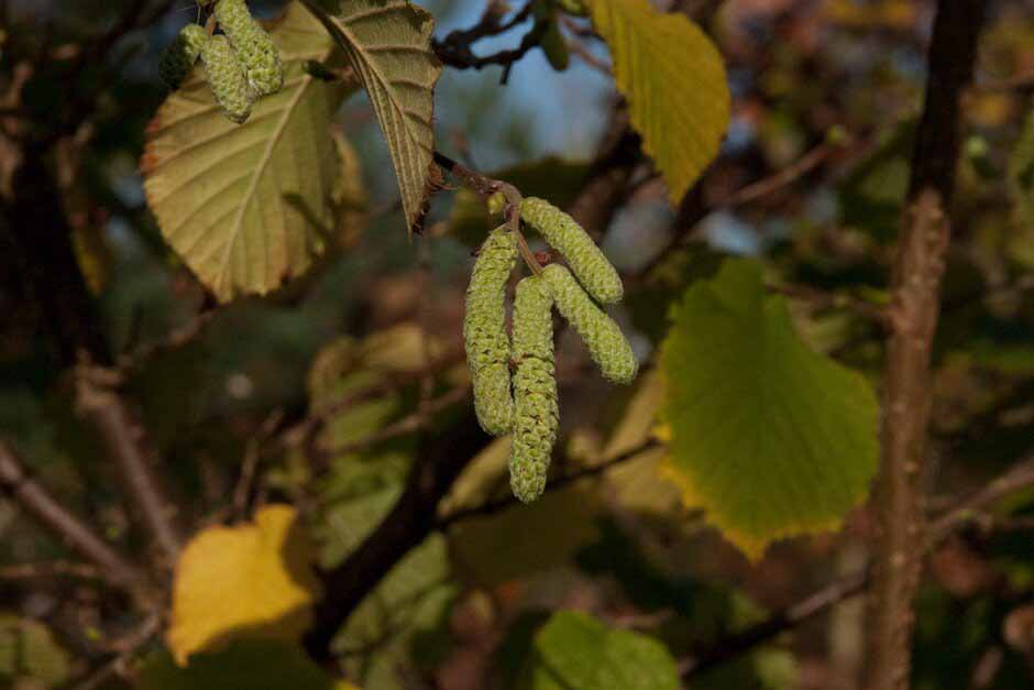 Key plants in the garden